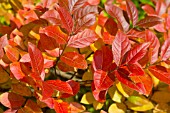 STEWARTIA PSEUDOCAMELLIA