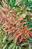 TAXODIUM DISTICHUM