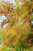 TAXODIUM DISTICHUM