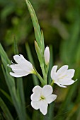 HESPERANTHA COCCINEA  WILFRED H BRYANT