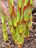 EUPHORBIA GRIFFITHII,  SPURGE