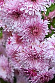 CHRYSANTHEMUM EMPRESS OF CHINA