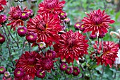 CHRYSANTHEMUM DOCTOR TOM PARR