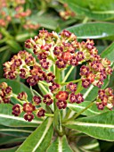 EUPHORBIA MELLIFERA,  SPURGE