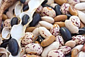 CLIMBING FRENCH BEAN SELECTION