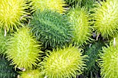 CUCUMIS  ZEYHERI