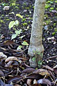 CYDONIA OBLONGATA QUINCE A -  ROOT STOCK SUCKER