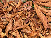 AESCULUS HIPPOCASTANUM AUTUMN LEAVES