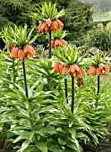 FRITILLARIA IMPERIALLIS,  CROWN IMPERIAL