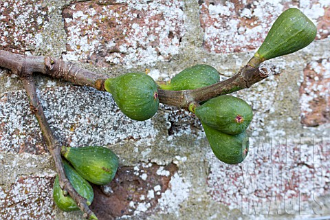 FICUS_CARICA_BROWN_TURKEY