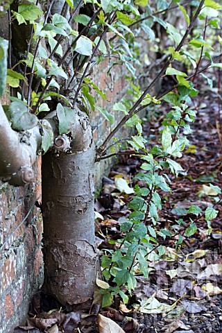 PRUNUS_INSITITIA_ST_JULIAN___ROOT_STOCK_SUCKERS_ON_WALL