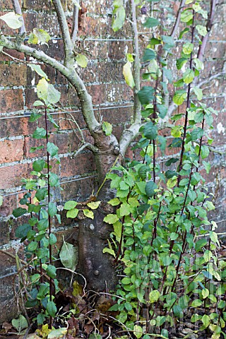 PRUNUS_INSITITIA_ST_JULIAN___ROOT_STOCK_SUCKERS_ON_WALL