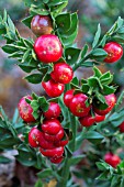 RUSCUS ACULEATUS JOHN REDMOND