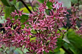 HEPTACODIUM MICONIOIDES