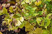 SEPTORIA APICOLA - CELERY LEAF SPOT