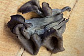 CRATERELLUS CORNUCOPIODES -  EDIBLE NATIVE FUNGUS