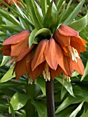 FRITILLARIA IMPERIALLIS,  CROWN IMPERIAL