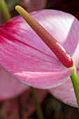 ANTHURIUM PRINCESS AMALIA ELEGANCE