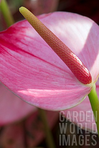 ANTHURIUM_PRINCESS_AMALIA_ELEGANCE