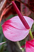 ANTHURIUM PRINCESS AMALIA ELEGANCE