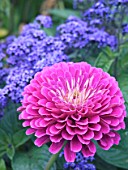 ZINNIA PURPLE DREAM