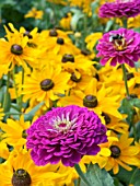 ZINNIA PURPLE DREAM