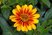 ZINNIA ZAHARA SUNBURST