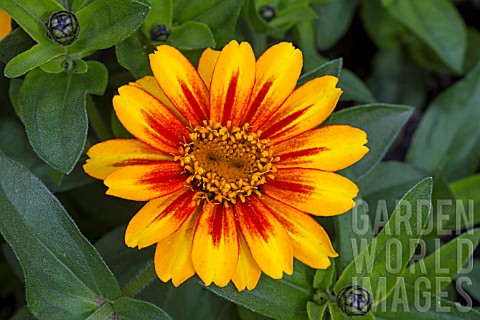 ZINNIA_ZAHARA_SUNBURST