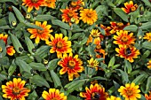 ZINNIA ZAHARA SUNBURST