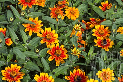 ZINNIA_ZAHARA_SUNBURST