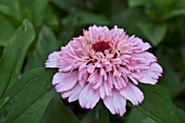 ZINNIA ZINDERELLA LILAC