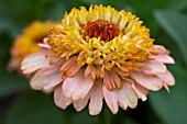 ZINNIA ZINDERELLA PEACH