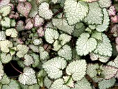 LAMIUM MACULATUM,  DEAD NETTLE