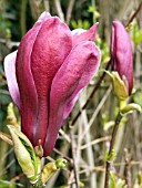 MAGNOLIA SOULANGIANA NIGRA