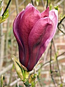 MAGNOLIA SOULANGIANA NIGRA