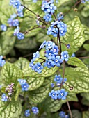 BRUNNERA MACROPHYLLA,  JACK FROST