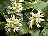 PACHYSANDRA TERMINALIS