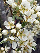 PYRUS,  PEAR BLOSSOM,  BURRE GIFFORD