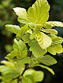 PHYSOCARPUS OPULIFOLIUS,  DARTS GOLD