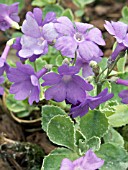 PRIMULA MARGINATA,  CORREVONS VARIETY