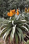 ALOE THRASKII