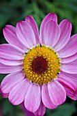 ARGYRANTHEMUM COMET PINK