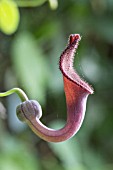 ARISTOLOCHIA BAETICA