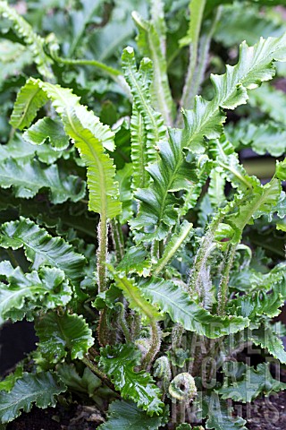 ASPLENIUM_SCOLOPENDRIUM__ANGUSTATUM