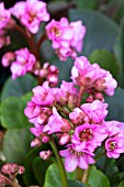 BERGENIA ROSENKRISTALL