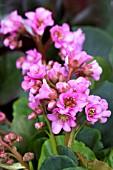 BERGENIA ROSENKRISTALL