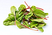 BETA VULGARIS VAR FLAVESCENS RED CHARD