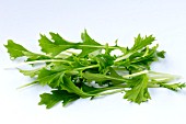 BRASSICA OLERACEA 1039