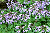 CARDAMINE QUINQUEFOLIA