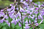 CARDAMINE QUINQUEFOLIA